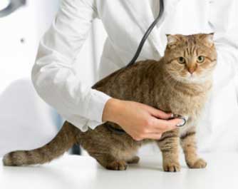 Vétérinaire CEVA Santé Animale 
