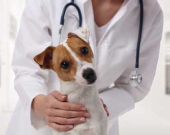 rendez-vous avec le docteur Clinique Vétérinaire Du Docteur Fajardi